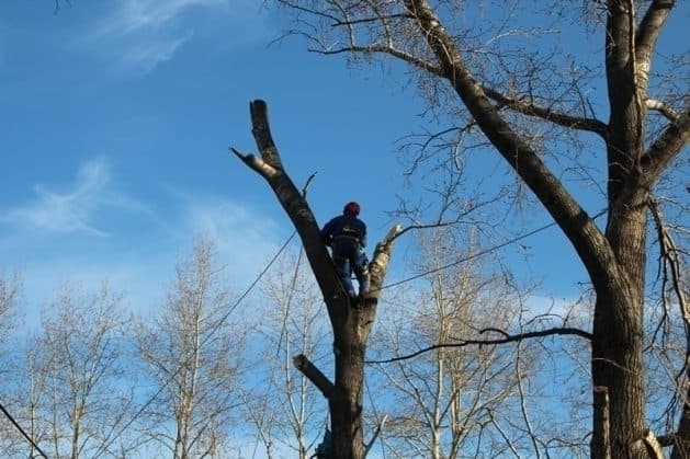 Де у Львові цього тижня зрізатимуть дерева: адреси