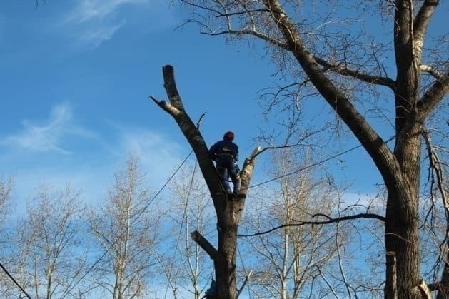 Де у Львові цього тижня зрізатимуть дерева: адреси
