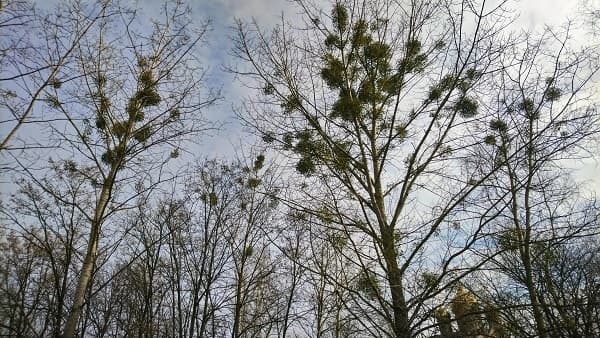 Комунальники Києва зрізали омелу з 6 тисяч дерев