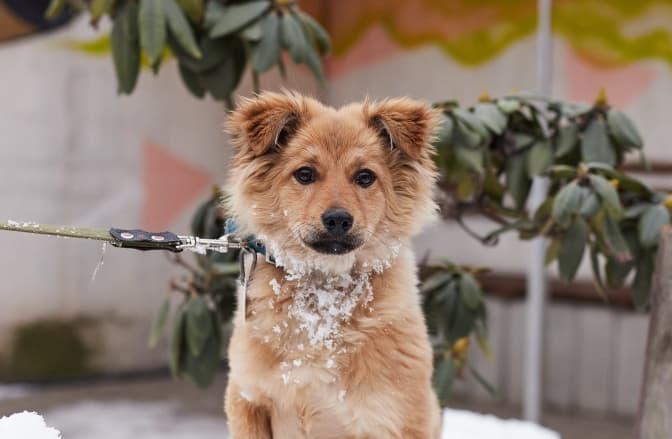 фото ірини шелест