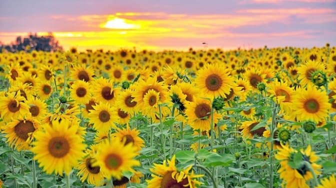 Умовне фото