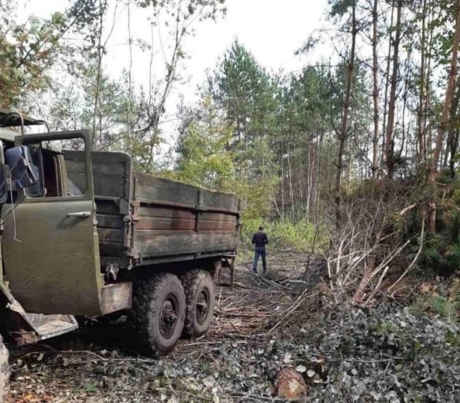 На Львівщині незаконно зрубали дерева на 900 тисяч гривень