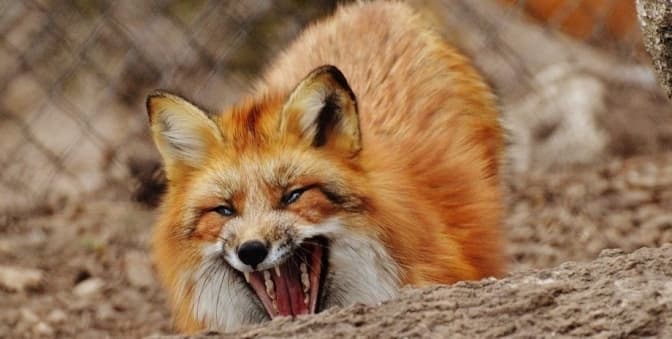 Умовне фото