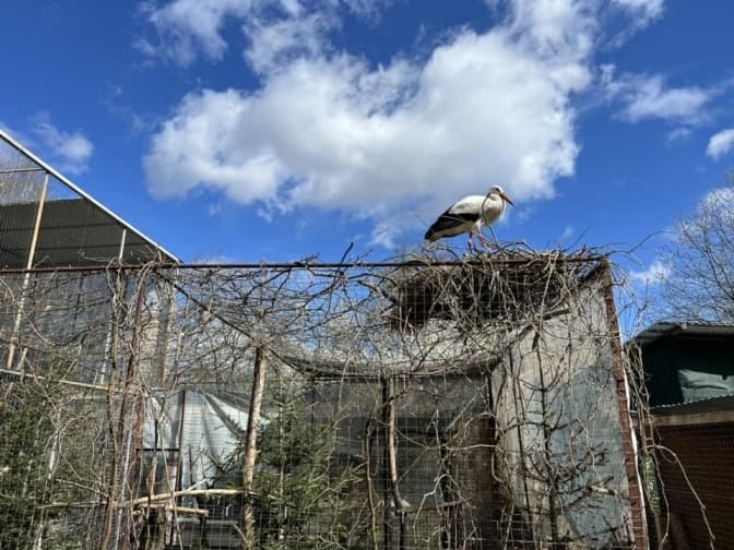У Домівці врятованих тварин лелека, яку виходили з пташеняти, звила гніздо