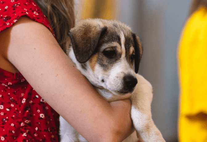 У Києві на ВДНГ проходить фестиваль AdoptMe Days для пошуку домівок тваринам із притулків