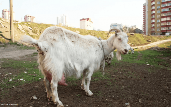 фото: Євген Руденко, УП