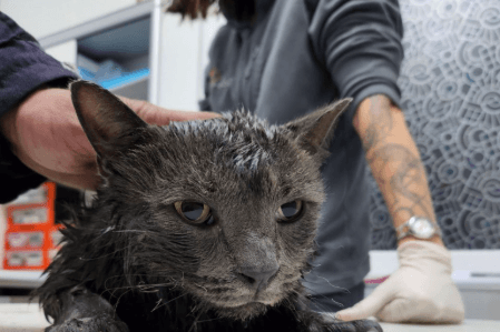 Із палаючого через обстріл будинку на Печерську врятували трьох котиків