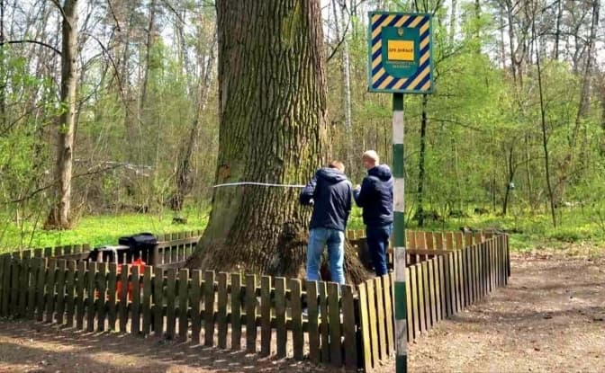 Вікові дерева Києва планують оголосити ботанічними пам’ятками природи