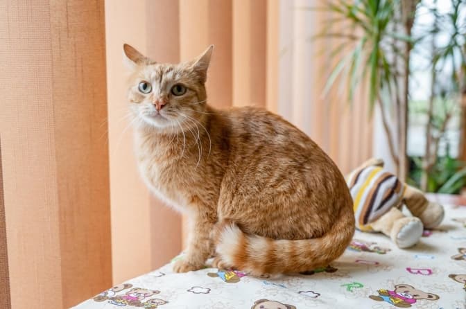 Наступного тижня після карантину запрацює ЛКП «Лев»