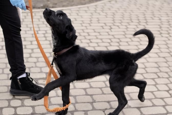 фото: ЛКП «Лев»