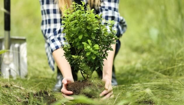 У КМДА розповіли, скільки коштує висадити одне дерево у столиці
