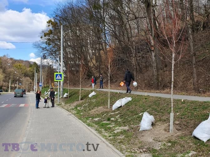 У Львові на вулиці Стуса мешканці висаджують срібнолисті клени