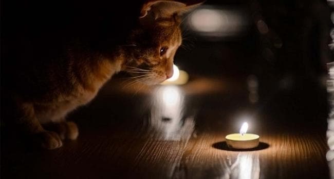 Через шквальний вітер 44 населені пункти на Львівщині залишилися без світла