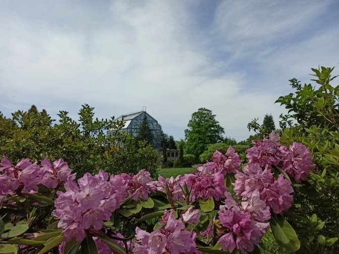 Що зараз цвіте в Ботанічному саду у Львові і скільки коштує вхід