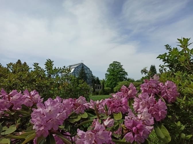 Львів'ян запрошують на виставку у Ботанічний сад