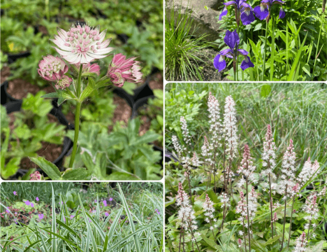 Львів’ян запрошують на висадку клумби в Замарстинівському парку: як долучитись