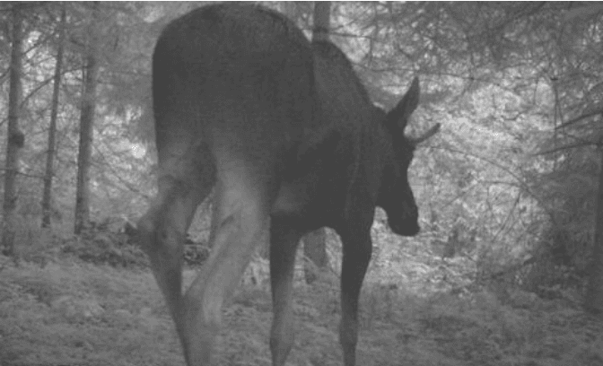 У парку «Сколівські Бескиди» фотопастка зафіксувала лося. Фото