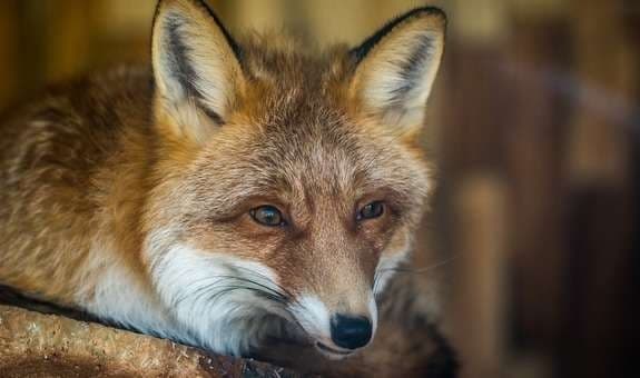 У центрі Львова помітили лисицю. Такі випадки можуть почастішати