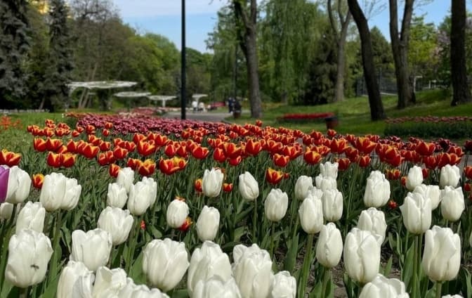 У столичному парку Співоче невдовзі відкриється виставка тюльпанів