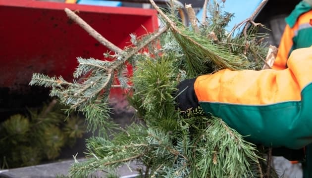 Де у Львові здавати новорічні ялинки на переробку: адреси