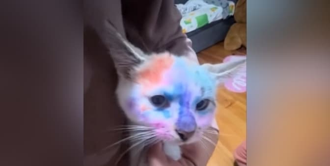 У Львові діти лікарки Першого ТМО знущалися з кота: у медоб’єднанні відреагували