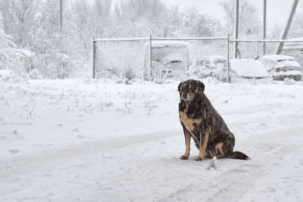Львів'ян закликають брати на перетримку собак з Домівки врятованих тварин