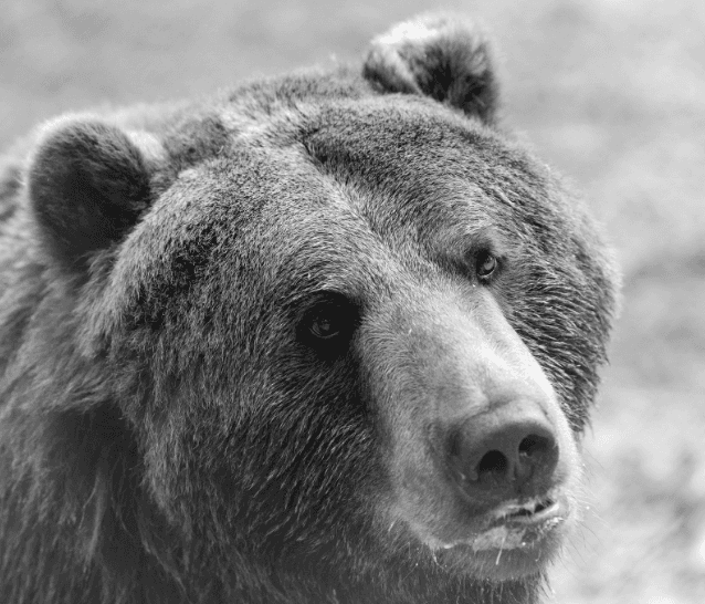 У притулку «Домажир» загинув ведмідь