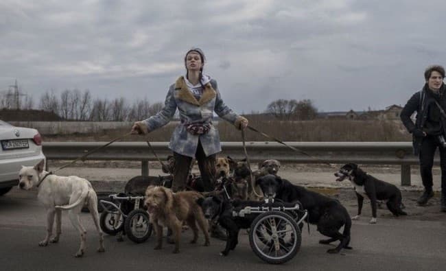 Притулок для тварин з інвалідністю в Ірпені закривають — сусіди скаржаться на гавкіт