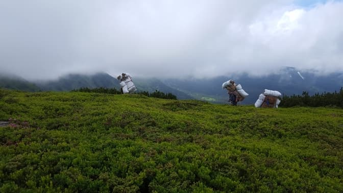 Так нищаться Карпати або Як у гірських заповідниках збирають ісландський мох