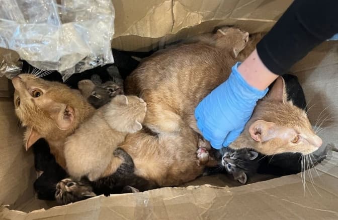 фото: Домівка