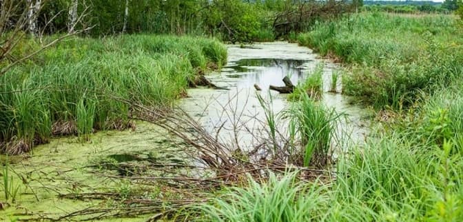 Суд повернув громаді ділянку в межах заказника «Торфовище Білогорща»