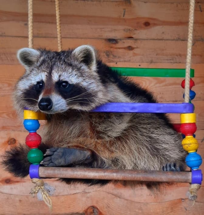 фото: фб Садиба Єнота