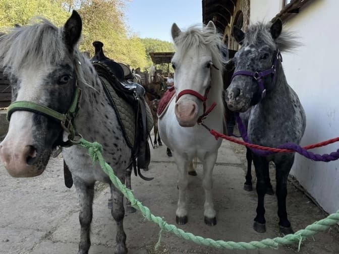 Після заборони карет у центрі Львова коні потребують допомоги