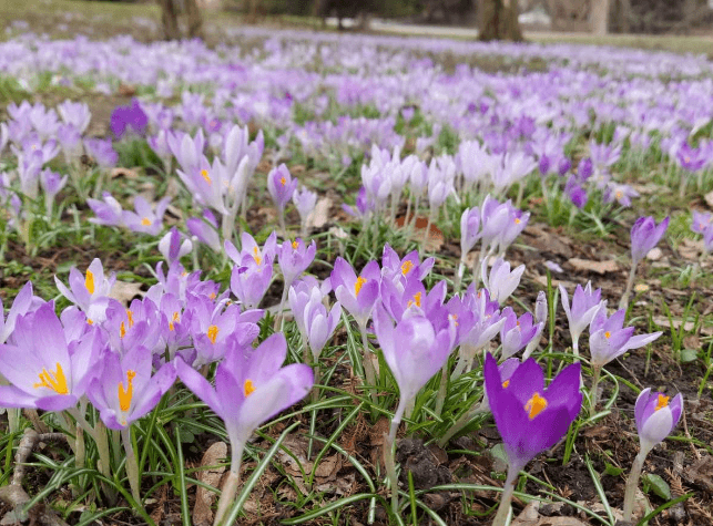 У Львові хочуть висадити майже 100 тисяч первоцвітів