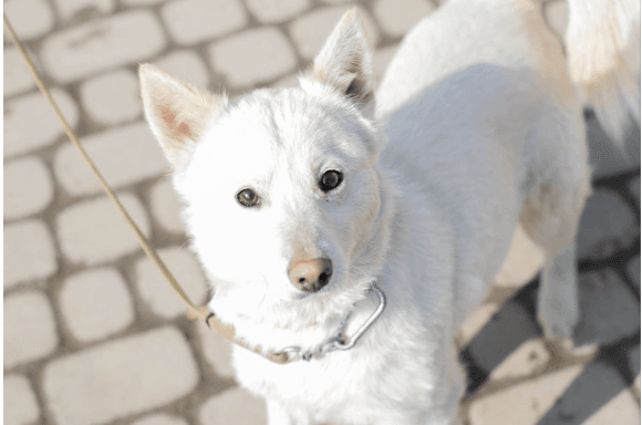 Белла та Сонце шукають нових господарів. Фото