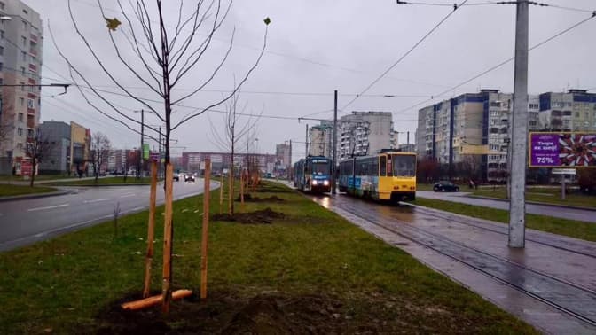 Фото дня: уздовж сихівської лінії трамвая висадили платани