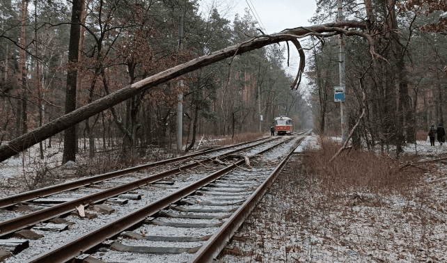 Повалене дерево зупинило рух трамваїв у Пущу-Водицю