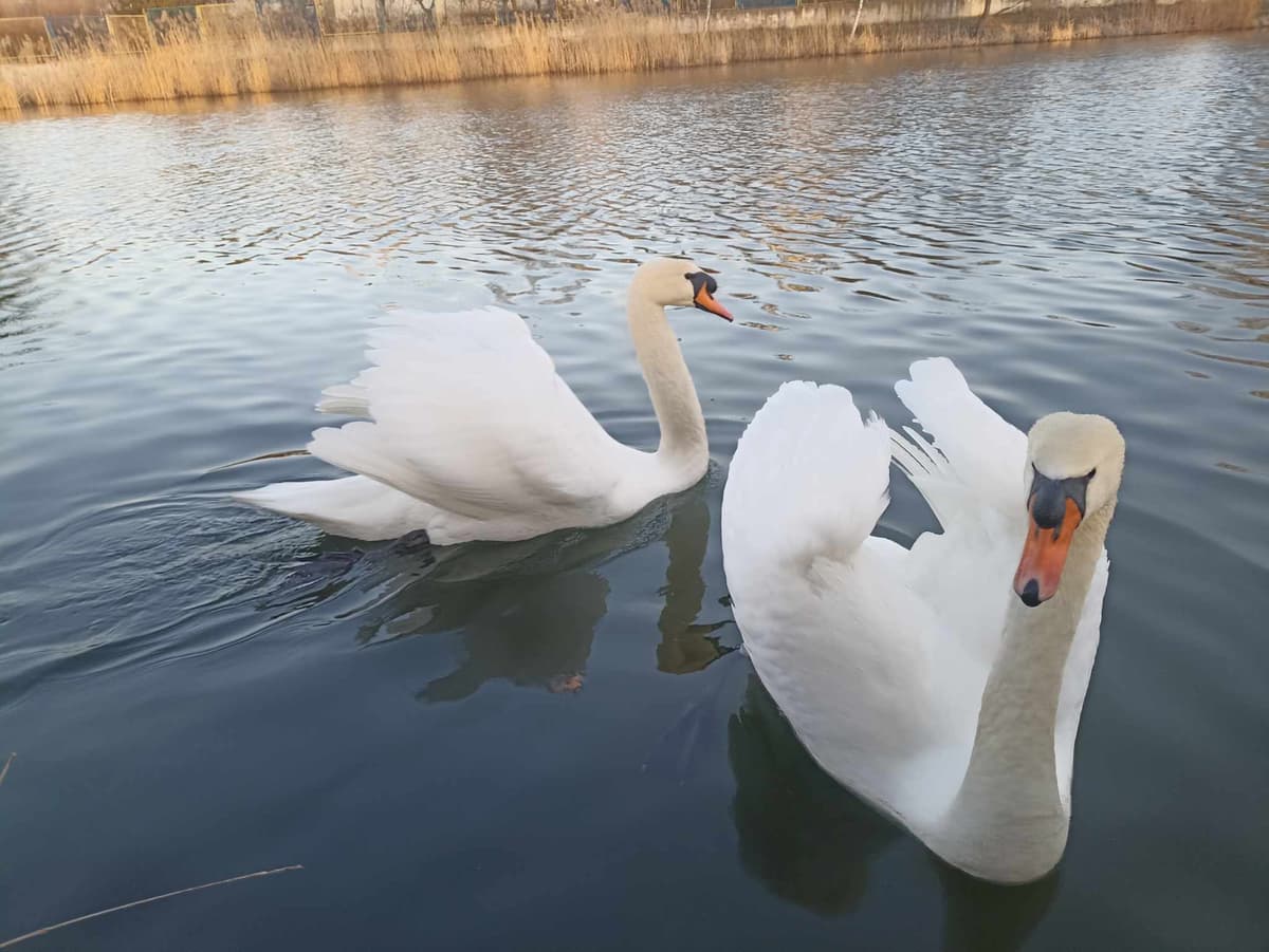 Пара білих лебедів з львівського озера зимуватиме у притулку