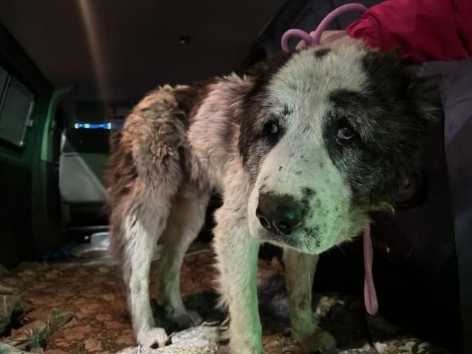 Львівська «Домівка врятованих тварин» потребує коштів на порятунок собаки. Як допомогти