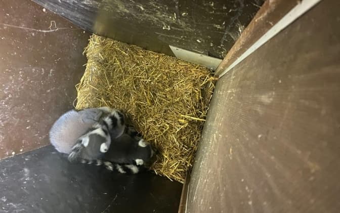 Поляк через пункт пропуску на Львівщині намагався вивезти лемурів та екзотичних птахів