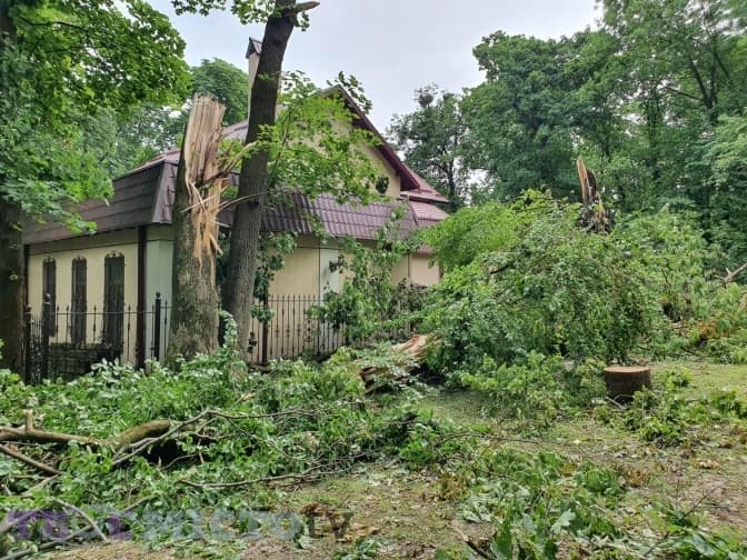 Подвійна шкода. Що не так із деревами, які повалила гроза у парку Франка