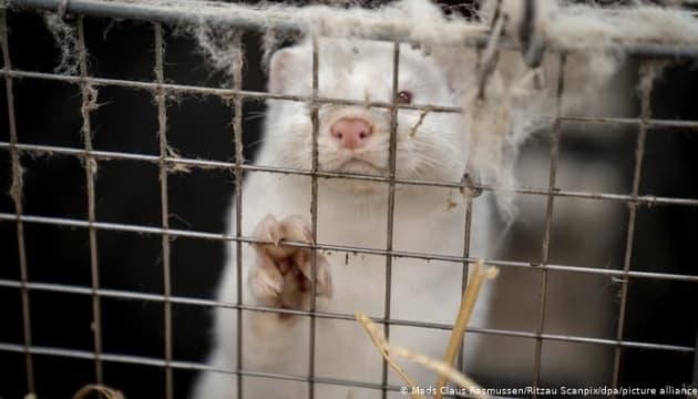 На українських фермах перевірили норок на коронавірус