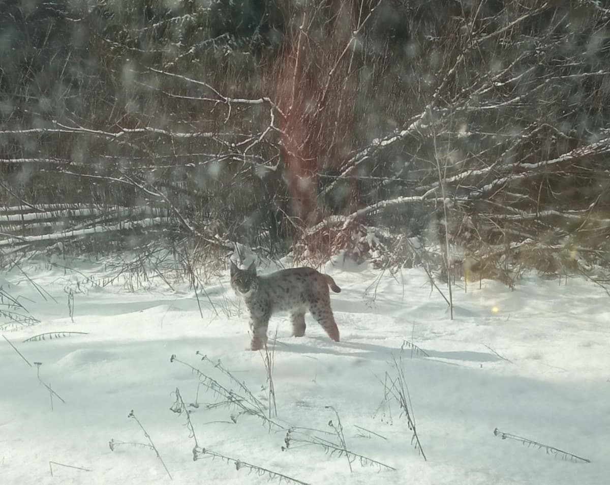 На Львівщині побачили молоду рись. Фото