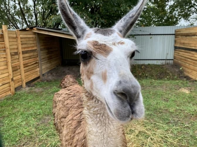 Львів’ян запрошують на толоку до притулку, де рятують тварин