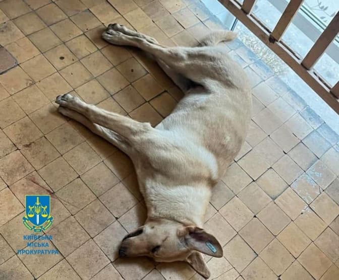 7,5 років ув’язнення отримав киянин, який забив безпритульного собаку