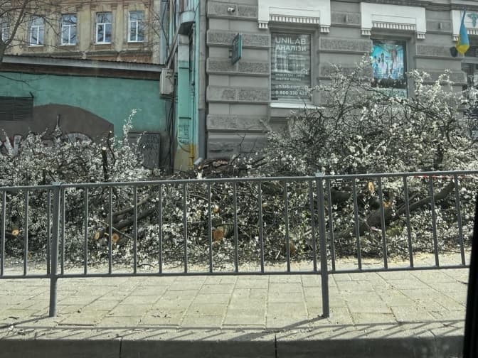 У Львові зрізали квітуче дерево. В управлінні екології пояснили причину
