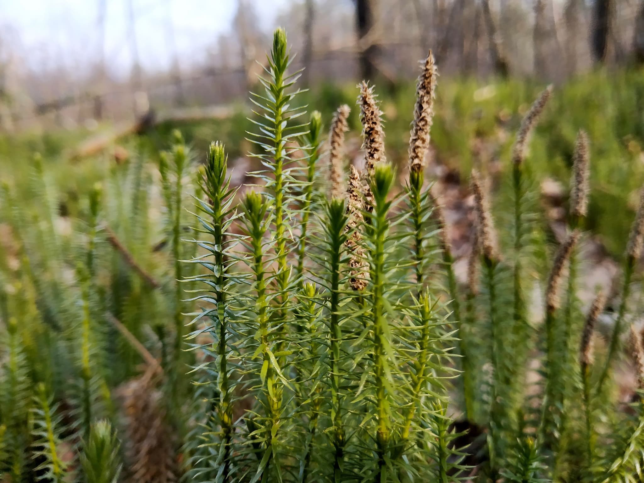Фото: департамент екології ЛОДА