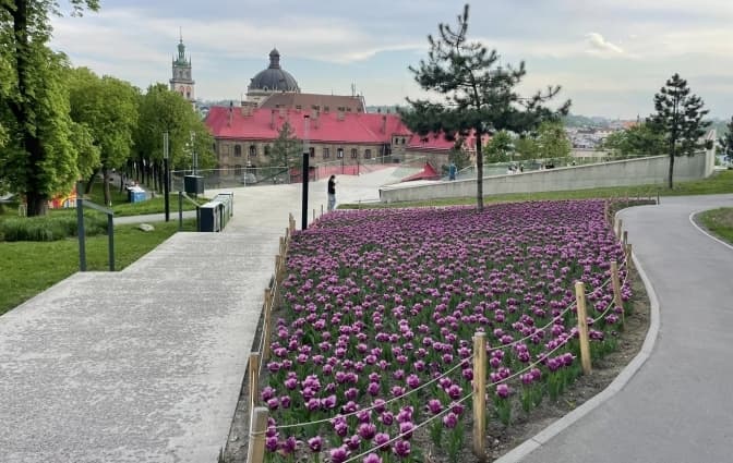 У Львові цвітуть нідерландські тюльпани. Фото