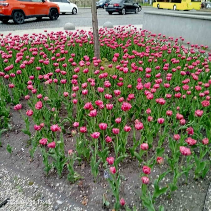 Фото: управління екології Львова