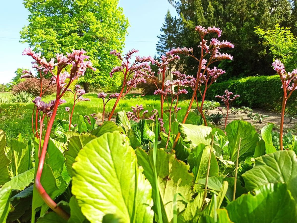 Що зараз цвіте у львівському ботсаду та коли його можна відвідати
